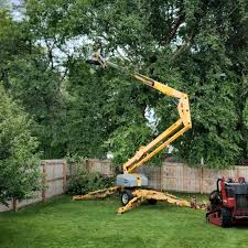 How Our Tree Care Process Works  in  Coleman, TX