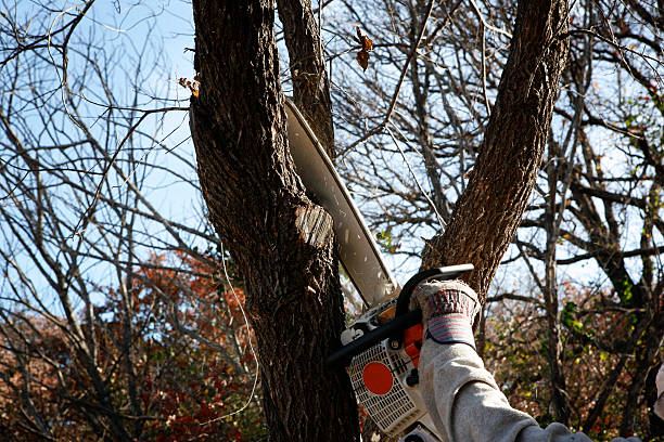 Trusted Coleman, TX Tree Services Experts