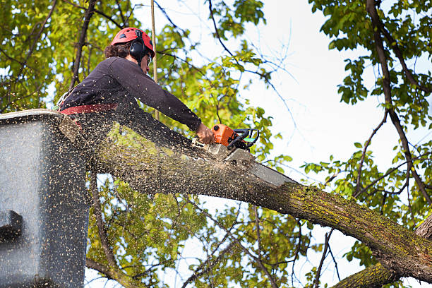 Best Hazardous Tree Removal  in Coleman, TX