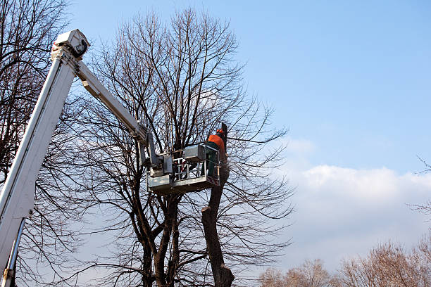 Best Tree Risk Assessment  in Coleman, TX